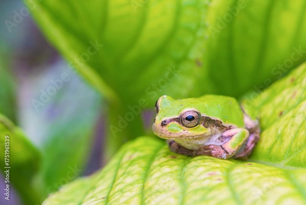 Obraz アジサイの葉の上に座るアマガエル