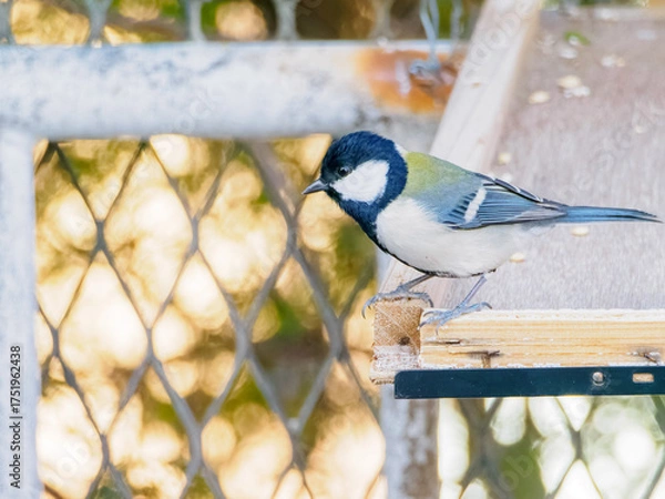 Fototapeta シジュウカラにクローズアップ
