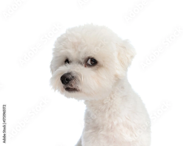 Obraz adorable little bichon dog looking to side while sitting