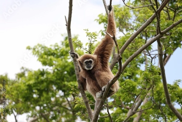 Fototapeta 木の上から見つめるシロテテナガザル