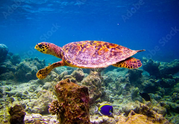 Obraz Hawksbill Turtle swiming like flying