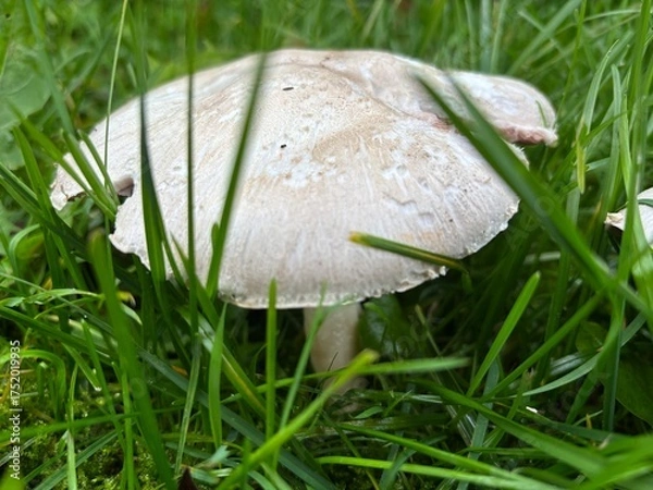 Fototapeta mushroom in the grass