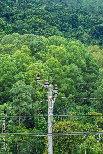 Fototapeta power pole with cable insulators and wires against a dense, lush green forest backdrop, suggesting remote electricity infrastructure in a tropical or mountain setting.