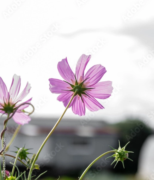 Obraz pink cosmos flower