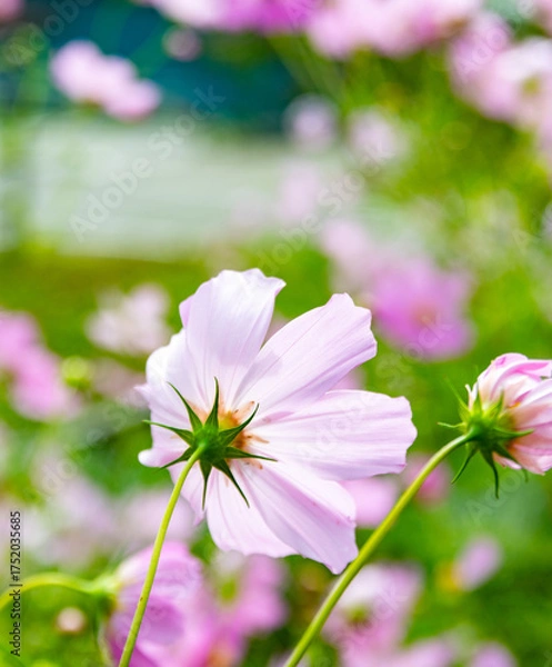 Obraz pink cosmos flowers