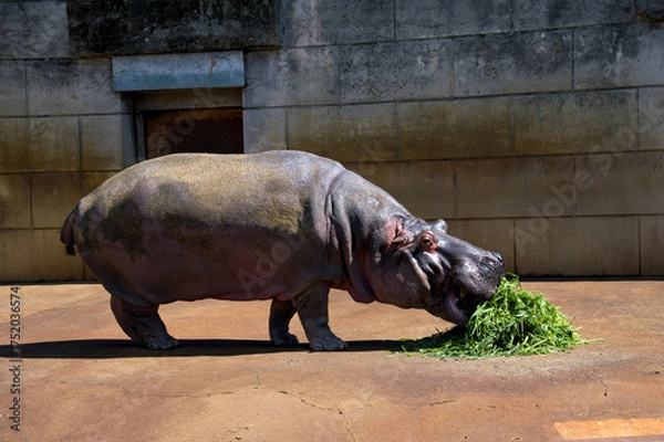 Obraz カバの食事風景