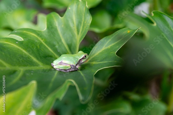 Obraz flog on green leaf