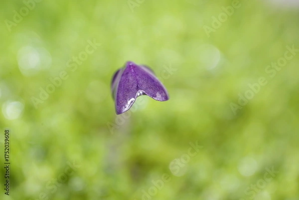 Obraz スプラウトの双葉