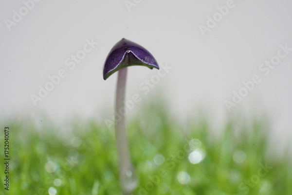 Obraz スプラウトの双葉