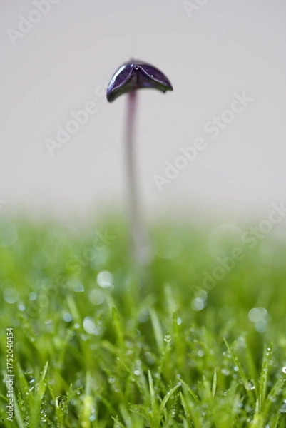 Obraz スプラウトの双葉