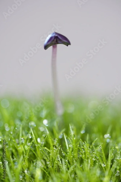 Obraz スプラウトの双葉