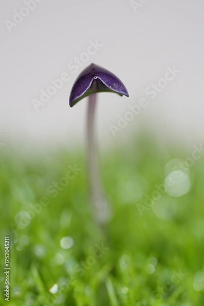 Obraz スプラウトの双葉