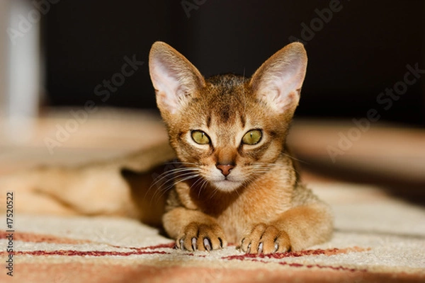 Obraz young Abyssinian cat in action