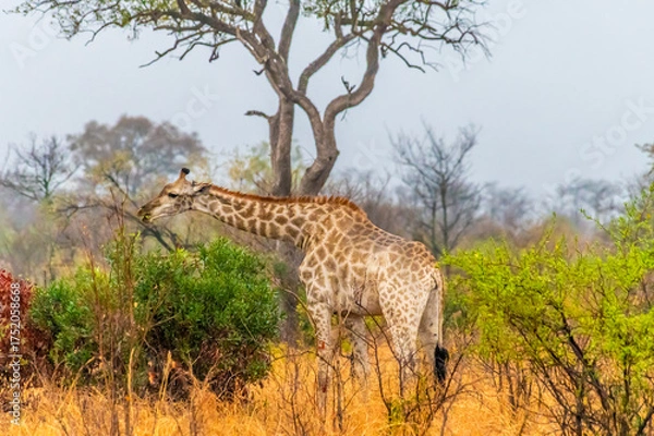 Fototapeta A view in the early morning light of a giraffe grazing in Kruger national park, South Africa in Springtime