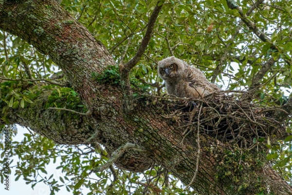 Fototapeta Great Horned Owlet Nestling Stands and Stares out from the Edge of its Nest in a Live Oak tree in Audubon Park, New Orleans, LA, USA