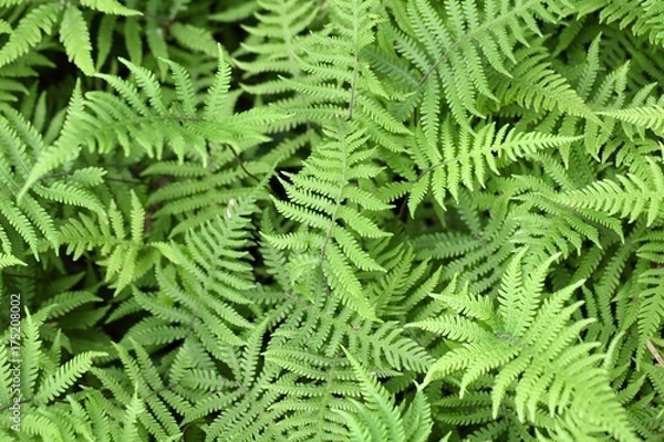 Obraz Long beechfern (Phegopteris connectilis)