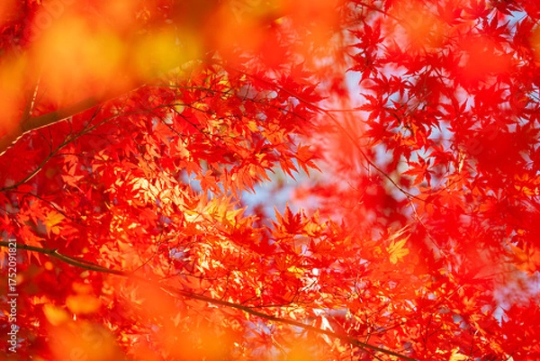 Fototapeta 秋の紅葉