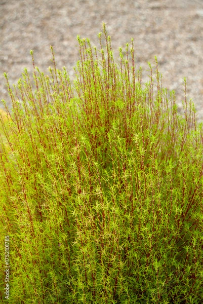 Fototapeta 茎だけ先に赤く紅葉したコキア