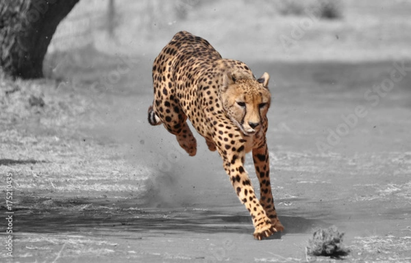 Obraz Color isolation: exercising cheetah
