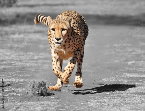 Obraz Color isolation: exercising cheetah