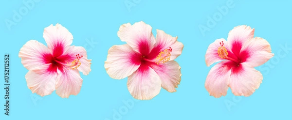 Obraz Hibiscus flowers isolated on blue background for design element