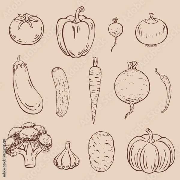 Fototapeta Set of vegetables. Hand drawn vector illustration.