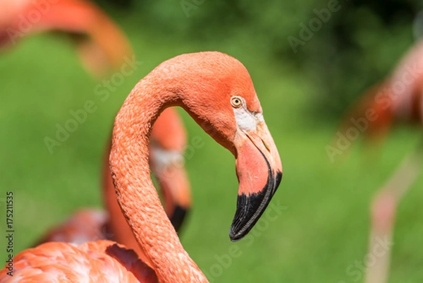 Obraz Flamingo