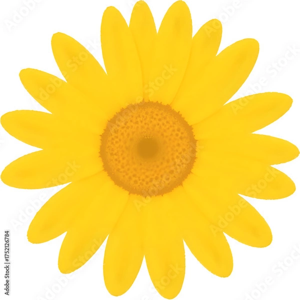 Obraz 중앙배치된_노란데이지_일러스트_흰배경