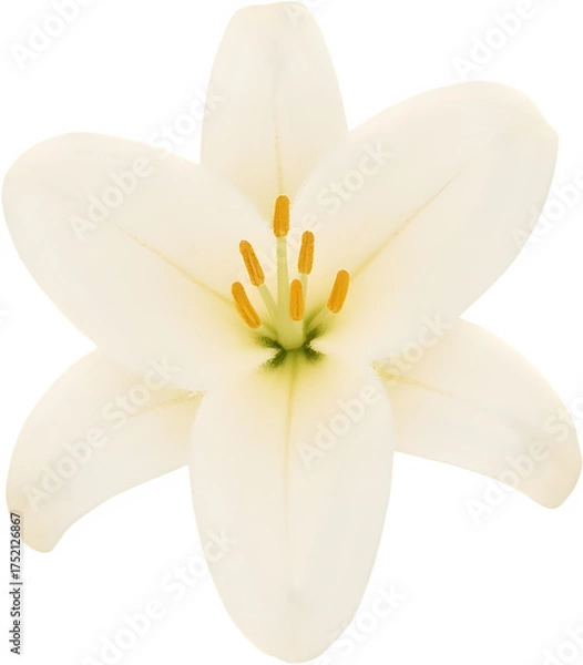 Obraz 중앙배치된순백색백합꽃일러스트