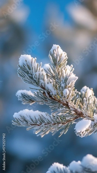 Fototapeta Snow Covered Pine Branch