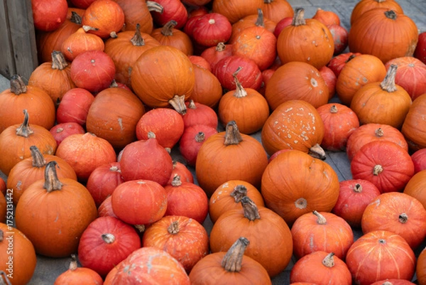 Obraz Jesień, zbiory dyni, Jesienne warzywo