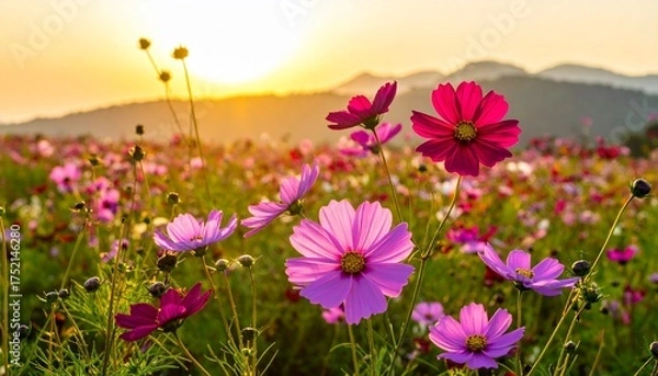 Obraz beautiful cosmos flower field with sunrise.