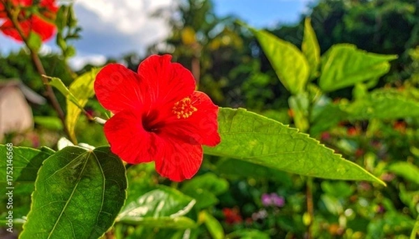 Obraz Red flower blossom in garden