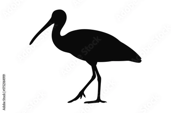 Obraz Spoonbill bird silhouette vector, ibis bird silhouette 