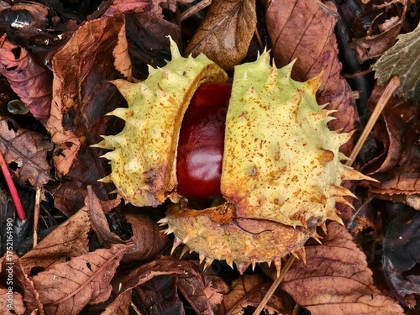 Obraz Chestnut in its spiny shell, a fruit of autumn nature