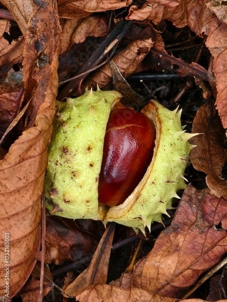 Obraz Chestnut in its spiny shell, a fruit of autumn nature