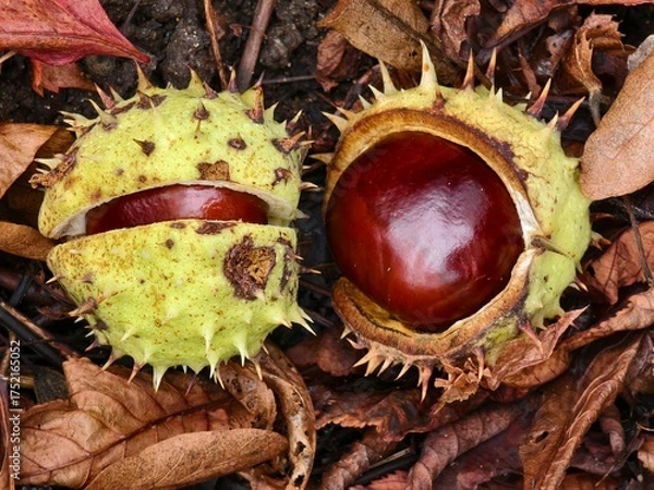 Obraz Chestnut in its spiny shell, a fruit of autumn nature