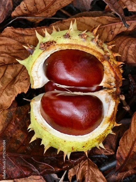 Obraz Chestnut in its spiny shell, a fruit of autumn nature
