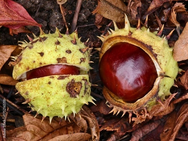 Obraz Chestnut in its spiny shell, a fruit of autumn nature