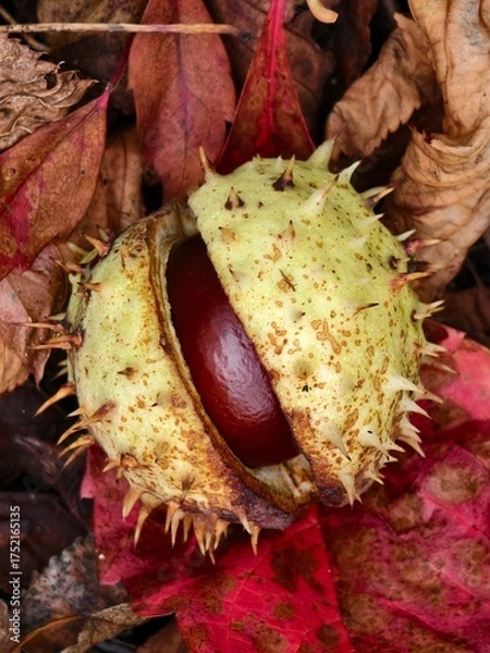 Obraz Chestnut in its spiny shell, a fruit of autumn nature
