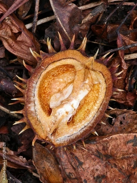 Obraz Chestnut in its spiny shell, a fruit of autumn nature