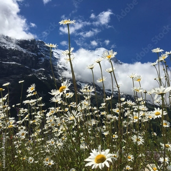 Fototapeta Flowerfield