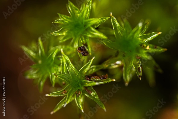 Obraz 접사된 이끼