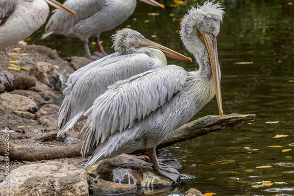 Obraz Beautiful Dalmatian pelicans, Pelecanus crispus, bird, water bird, pelecaniform