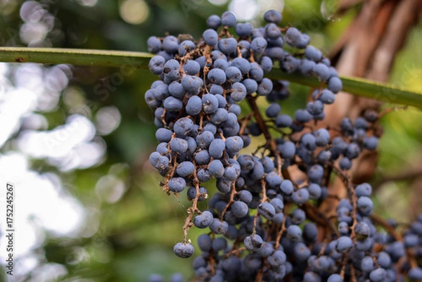 Fototapeta Ripe açaí palm berries, Euterpe oleracea, açaí palm, palm, land plant, seed plant, monocot, palm family