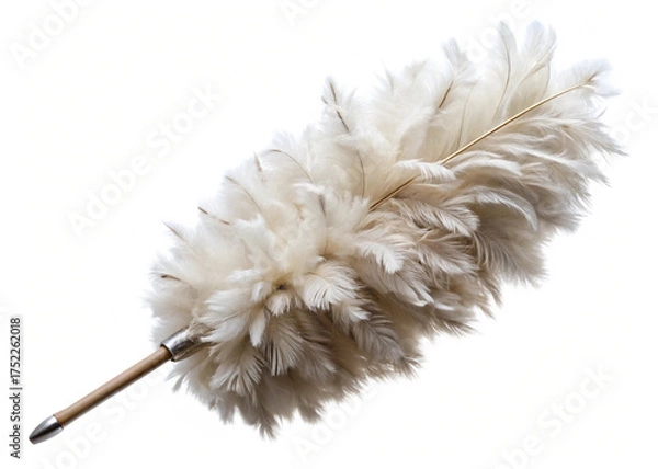 Obraz A feathered white duster  isolated on white background