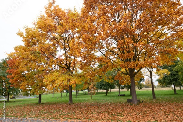 Fototapeta autumn in gernany