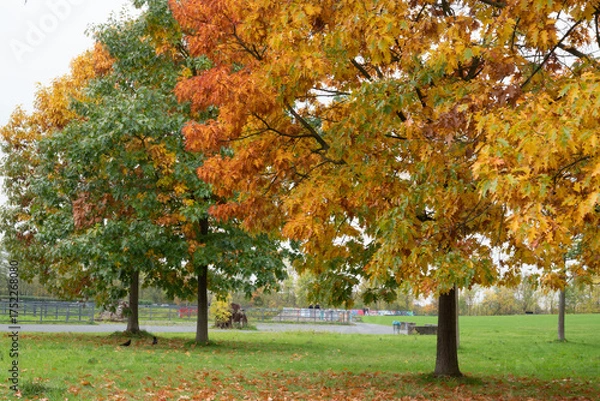 Fototapeta autumn in gernany