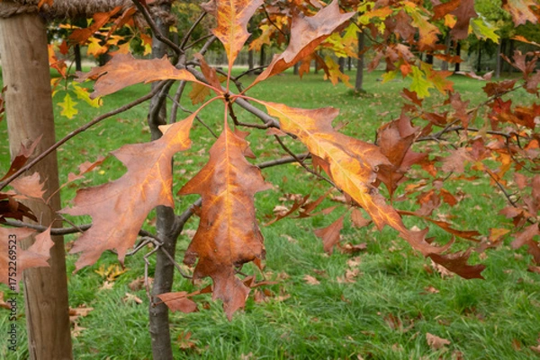 Obraz Automn Fall in germany