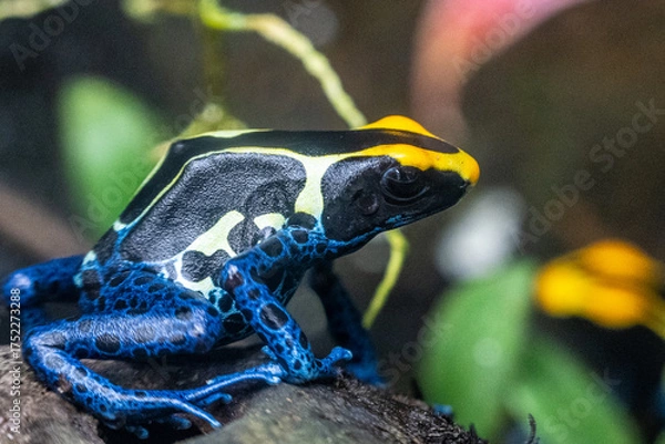 Obraz poison dart frog